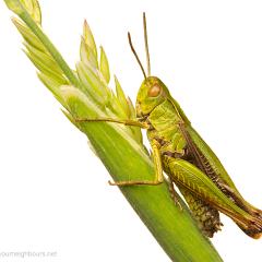 MYN Common Green Grasshopper 